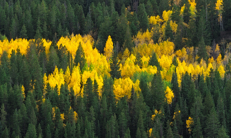秋天的山杨树林图片下载