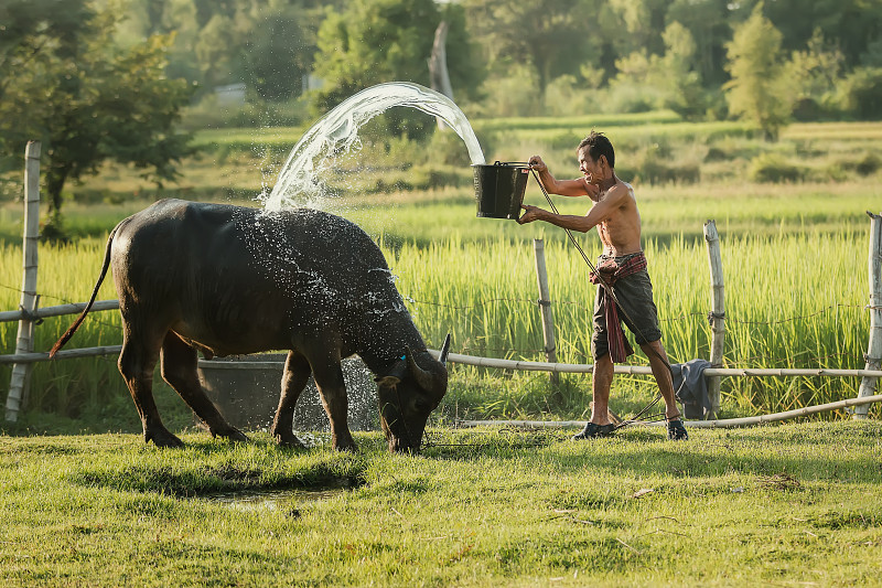 农民在农村给水牛洗澡。图片下载