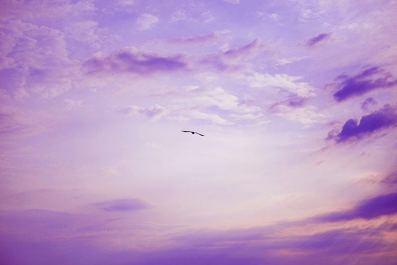 海鸥在紫色的天空图片下载
