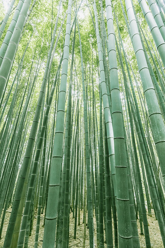 绿色日本竹林图片下载