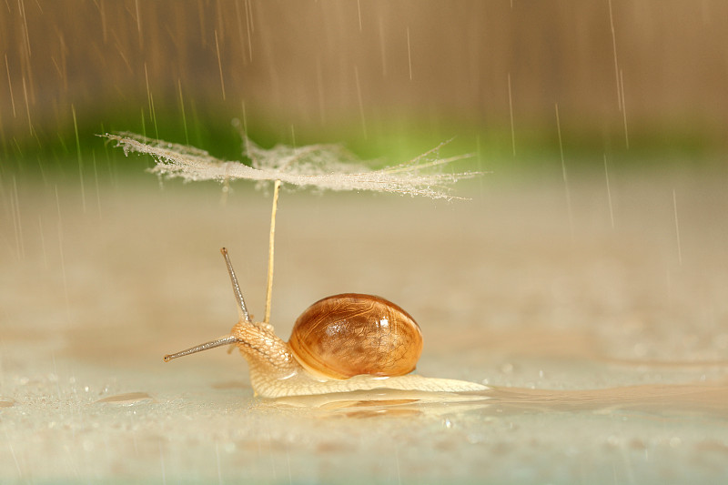 雨中的蜗牛图片素材