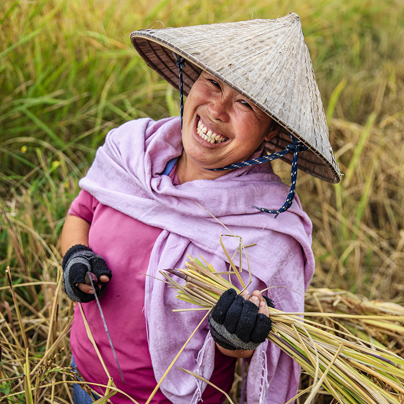 老挝妇女在老挝北部收割水稻图片下载
