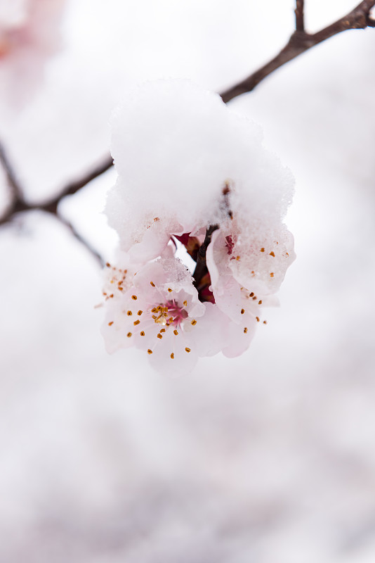 桃花盛开春雪覆盖图片下载