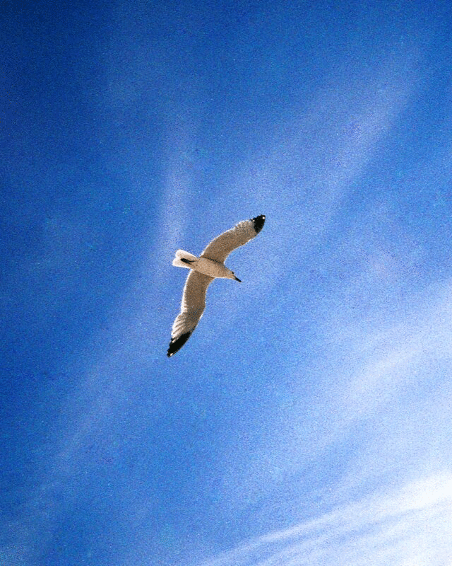 海鸥在蓝天中飞翔，低角度视角图片下载