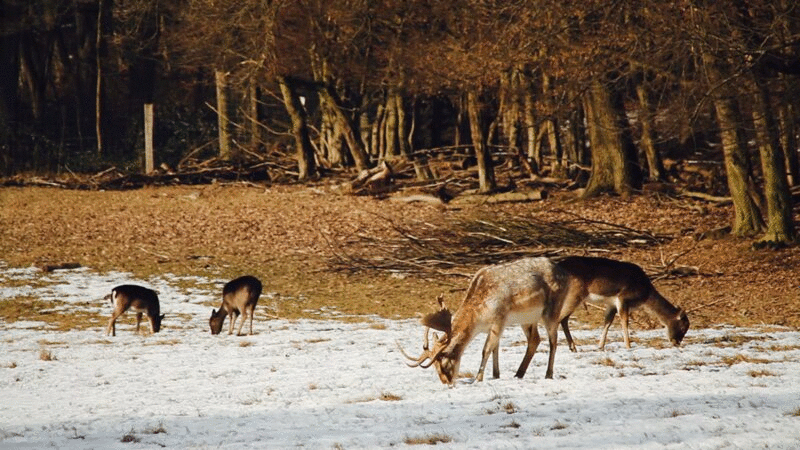在雪地里吃草的鹿图片下载