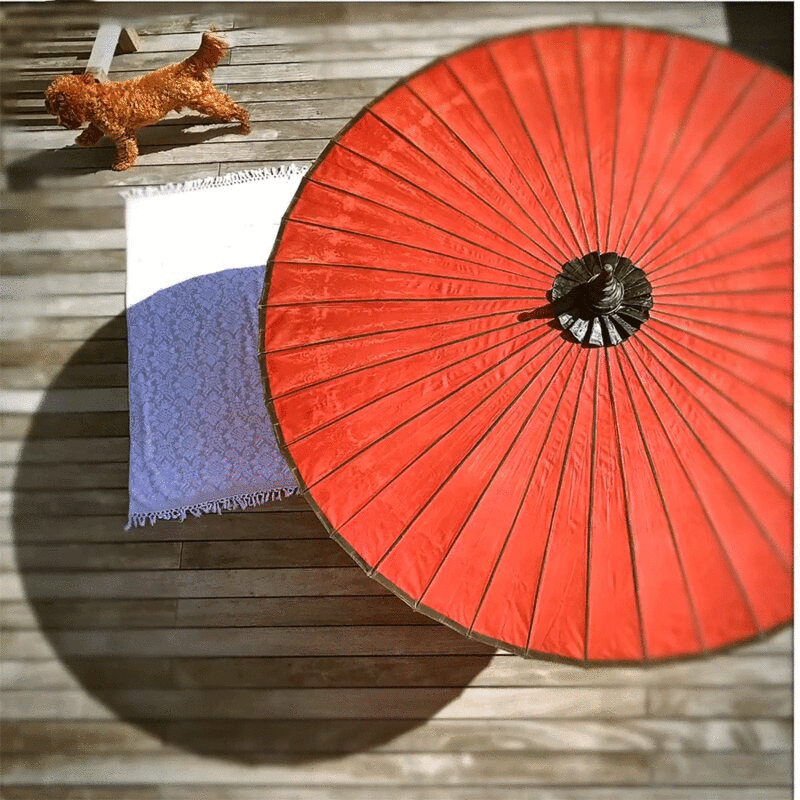 高角度的红伞和狗图片下载