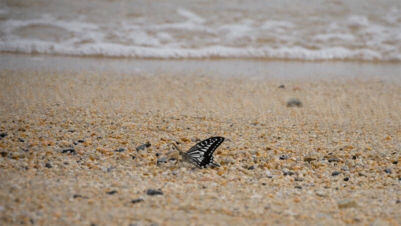 在卵石滩上拍打翅膀的蝴蝶图片下载