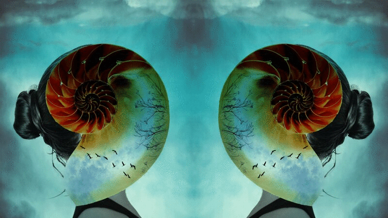 两个旋转的鹦鹉螺壳与飞鸟的对称蒙太奇重叠的两个女孩的侧面图片下载