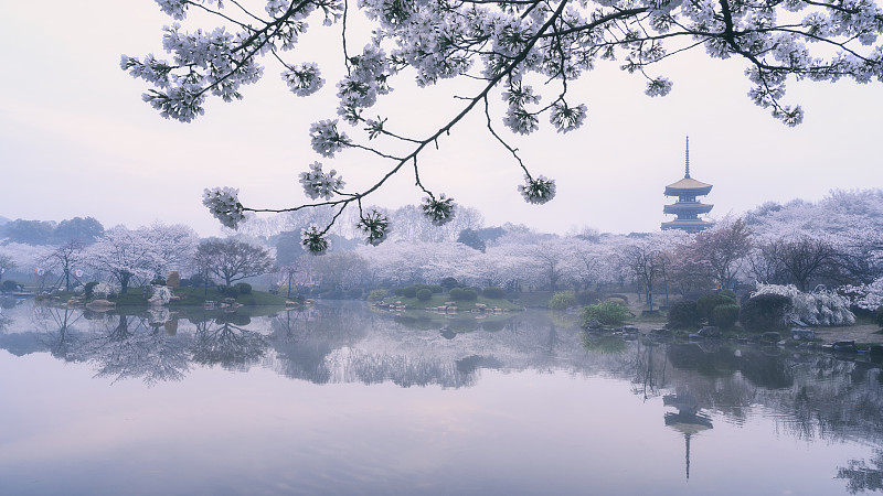 武汉东湖樱园春色图片素材