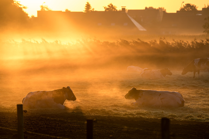 在雾天的牧场上观看奶牛图片下载