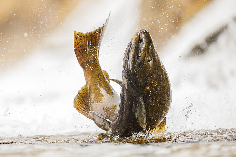 特写三文鱼在水中，科布，加拿大图片下载