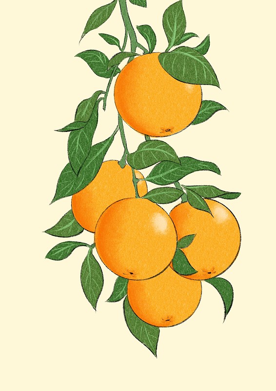 冬至-橙子图片下载