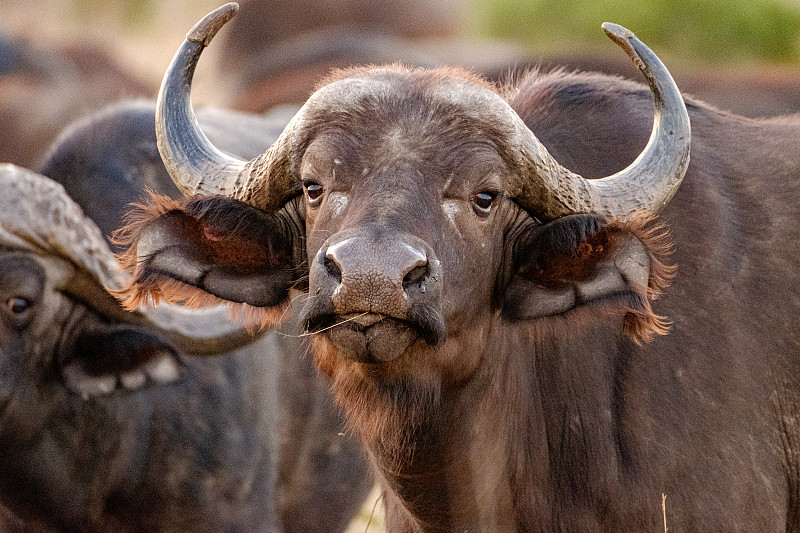 非洲海角水牛的特写，图拉玛哈希，普马兰加，南非图片素材