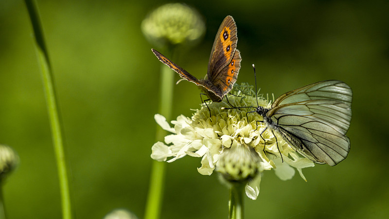 蝴蝶在花上的特写，下阿尔赫兹，卡拉恰-切尔克斯亚，俄罗斯图片素材