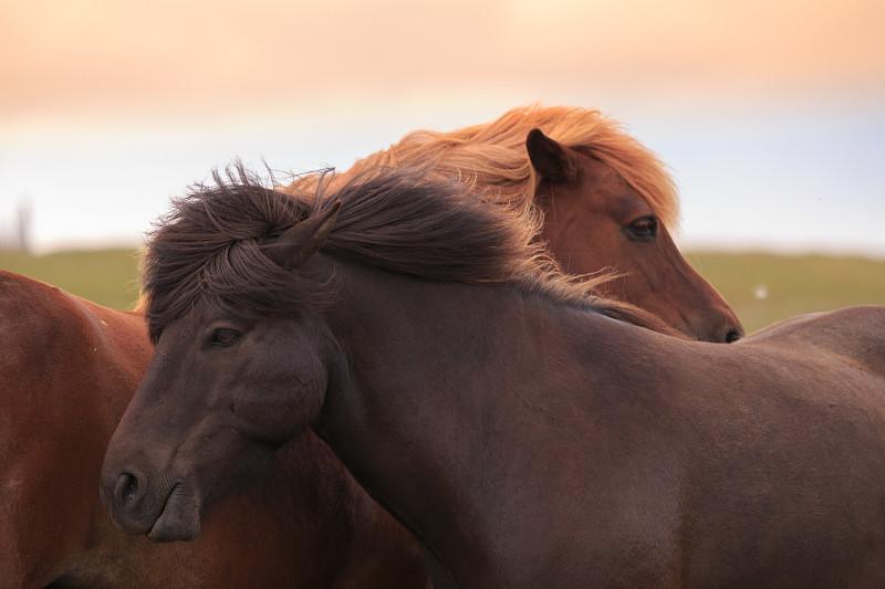 冰岛塞尔福斯的两头棕色马的近景图片素材