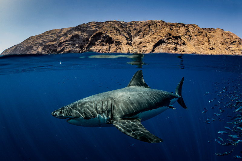 海中的大白鲨(Carcharodon carcharias)，恩塞纳达，下加利福尼亚，墨西哥图片下载