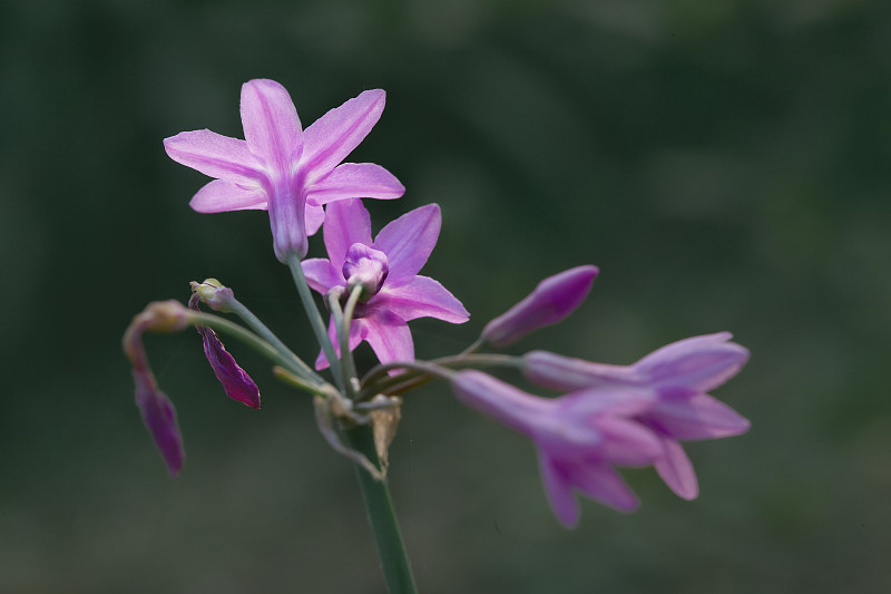 紫娇花图片下载