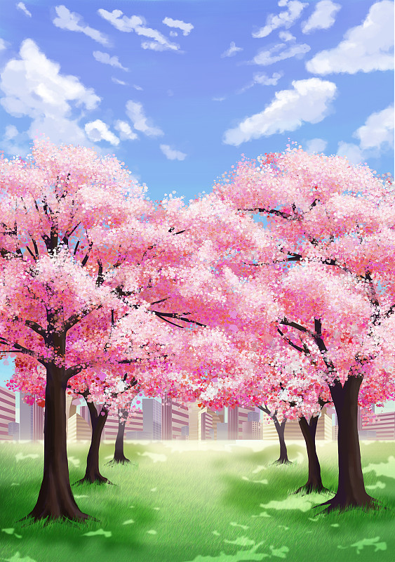 春天蓝天白云下的樱花树插画图片