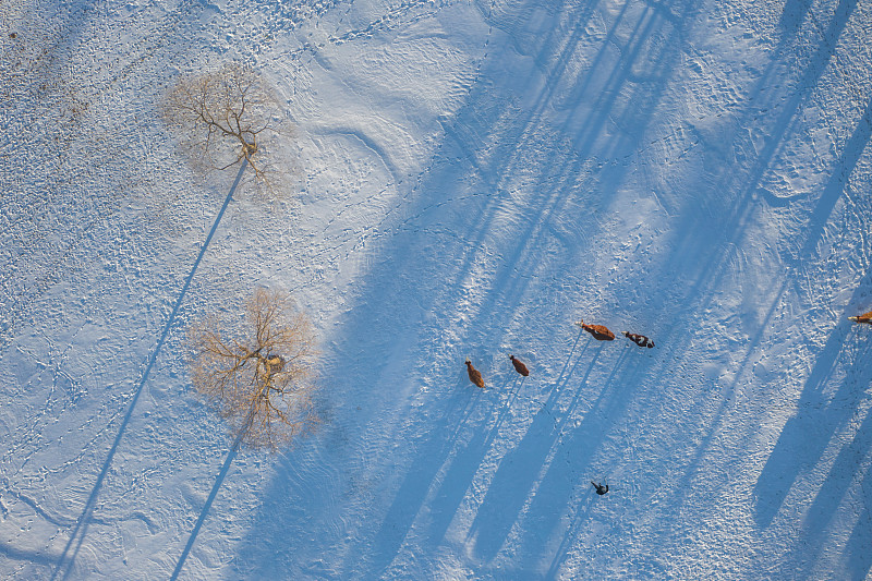 航拍冬季树林下雪地上的牛群图片素材