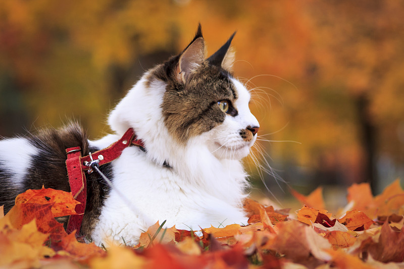 芬兰Porvoo，一只躺在秋叶中的猫图片素材