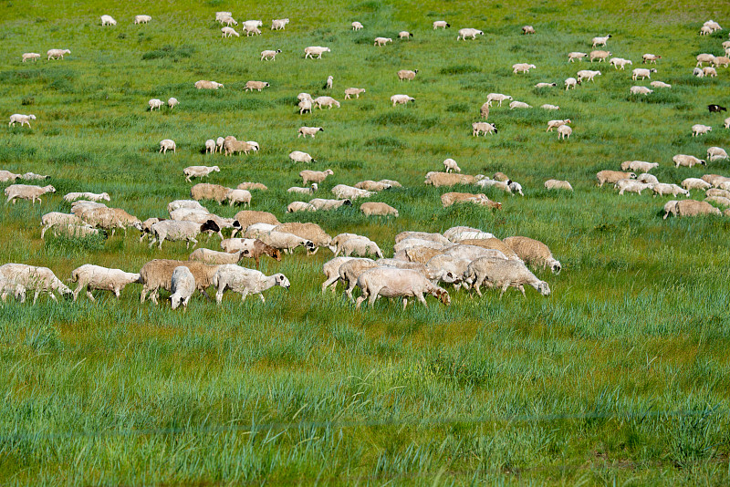 草原山坡上的羊群图片下载