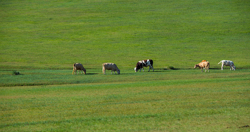 草原上吃草的牛群图片素材
