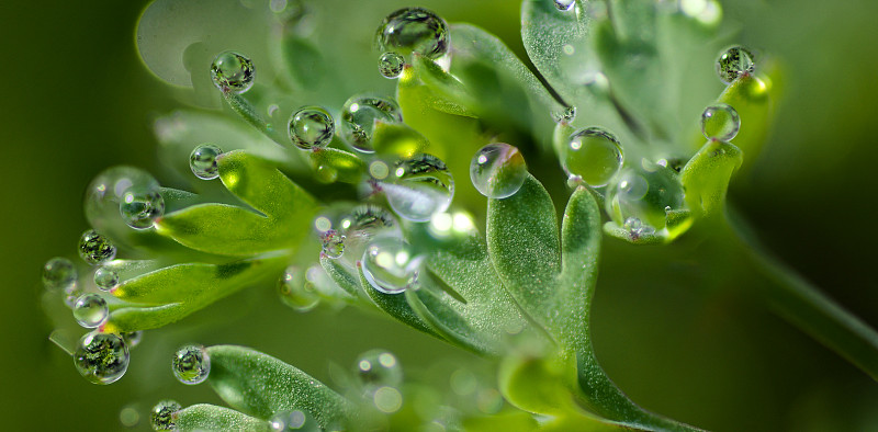 西班牙卡斯普雨季湿植物叶子的特写图片素材