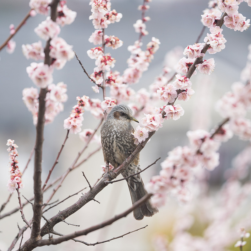 鸟栖息在樱花树上的特写图片素材