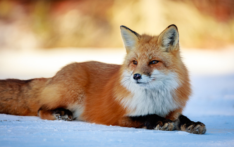 狐狸坐在雪地上的肖像，Mattawa，加拿大图片下载