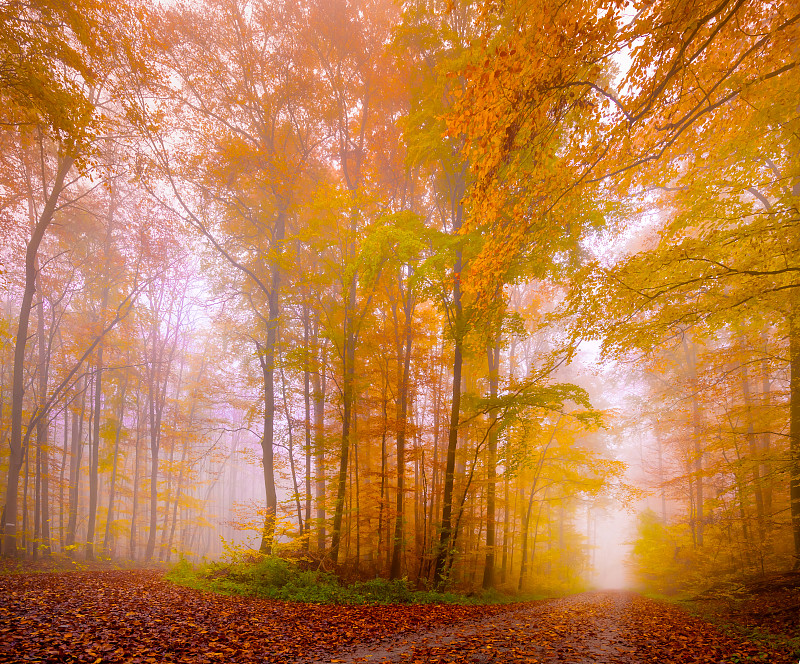 德国Kleinrinderfeld秋季森林中的树木图片下载