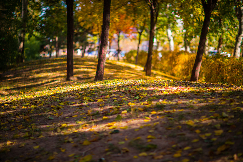 秋天公园里的树图片素材