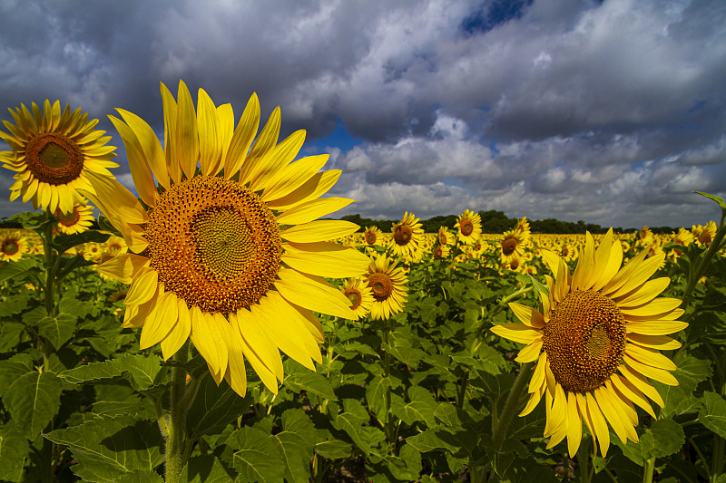 意大利，美国，对天空的田野上黄色开花植物特写图片素材