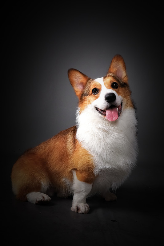 威尔士柯基犬肖像图片素材