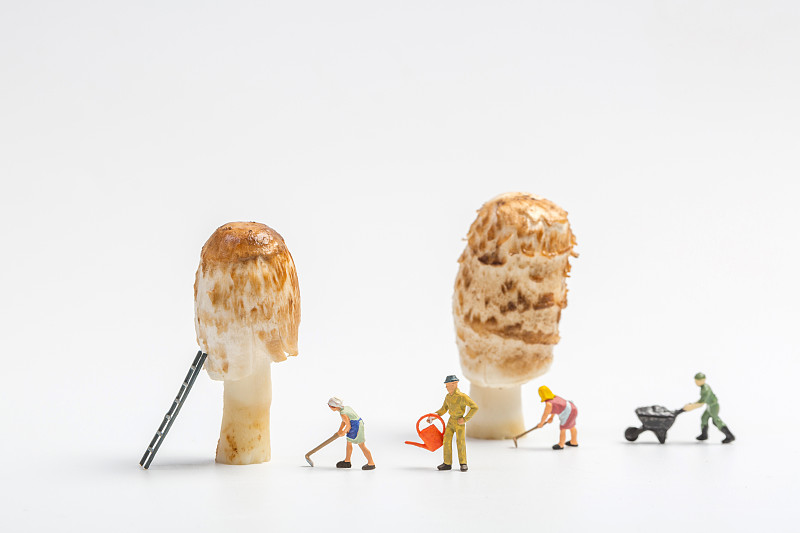 白色背景上种植蘑菇的人图片素材
