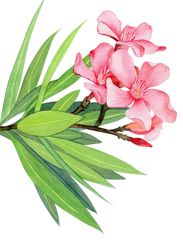 手绘水彩植物花卉夹竹桃素材插画下载