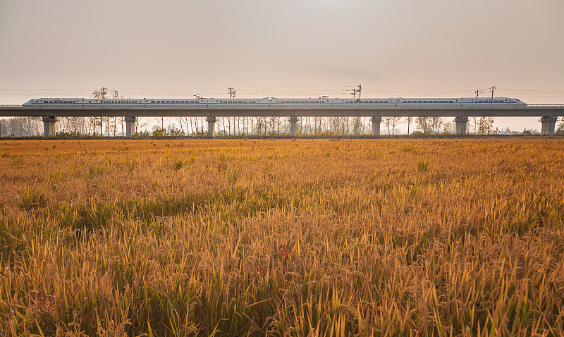 行驶在秋天稻田田野上的高铁火车图片素材