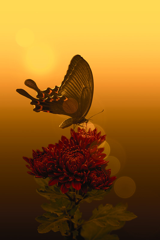 落在一簇红菊花上的一只凤蝶（昆虫，鳞翅目）图片下载