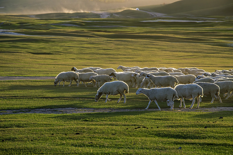 内蒙古.草原羊群图片下载