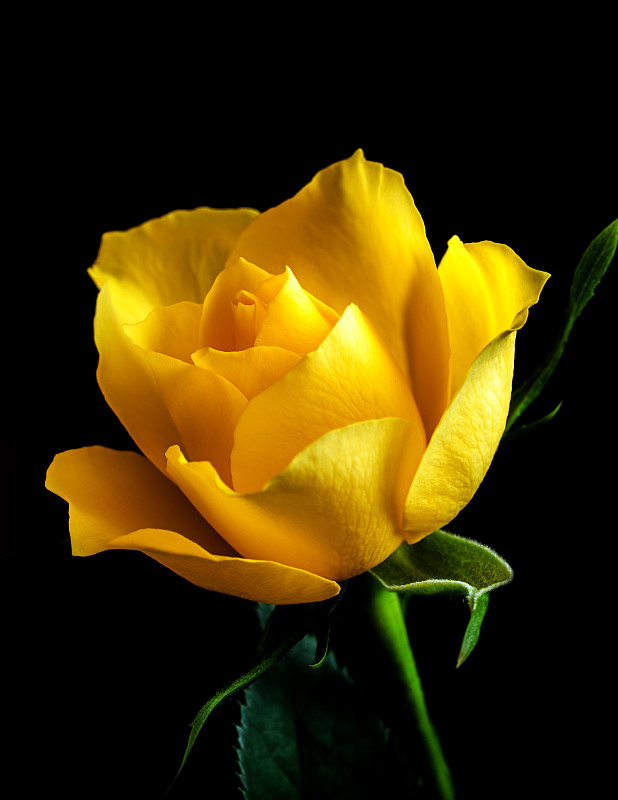 黄色玫瑰的特写映衬着黑色的背景图片下载