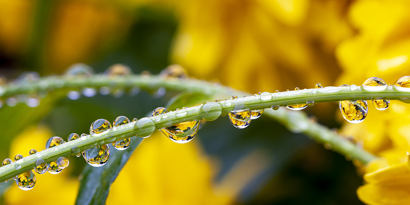 芬兰埃斯波雨季的湿植物特写图片素材