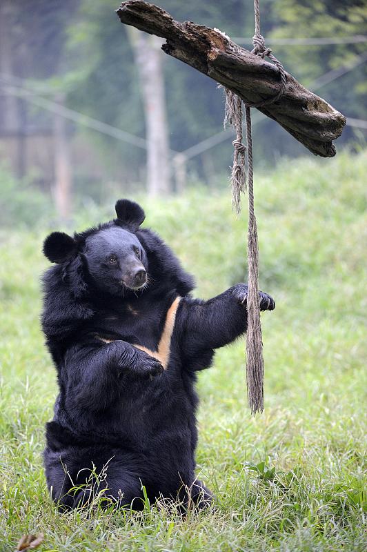 亚洲黑熊,亚洲动物基金会保护区,成都,四川,月熊,中国,亚洲图片下载