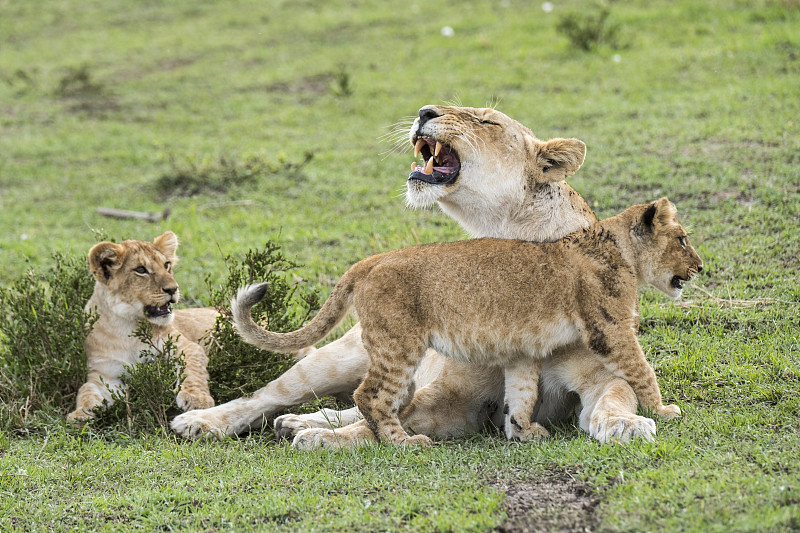 母狮保护小狮子图片