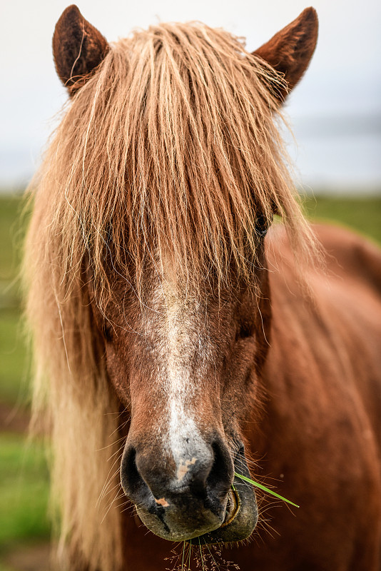 在冰岛的草地上吃草的红马头图片下载
