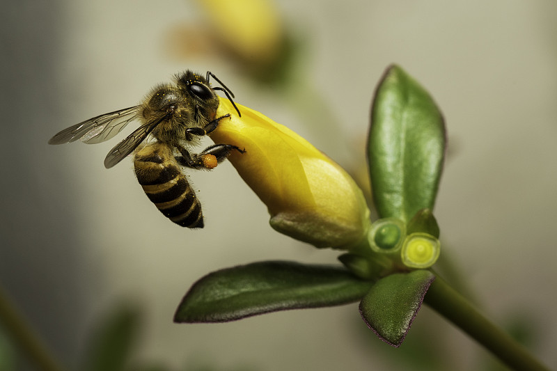 蜜蜂在花上的特写镜头，马来西亚柯邦图片下载
