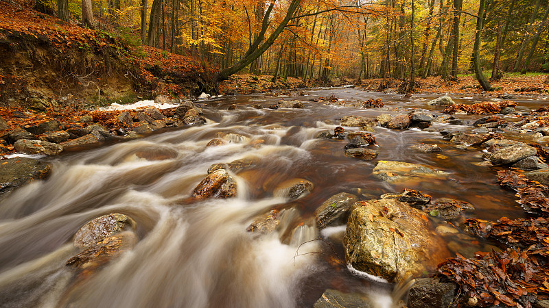 比利时拉霍根，秋天溪流在森林中流动的风景图片下载