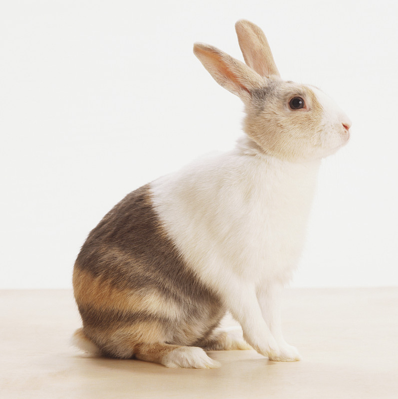 坐在白色和灰色的兔子(Oryctolagus Cuniculus)，侧视图图片下载
