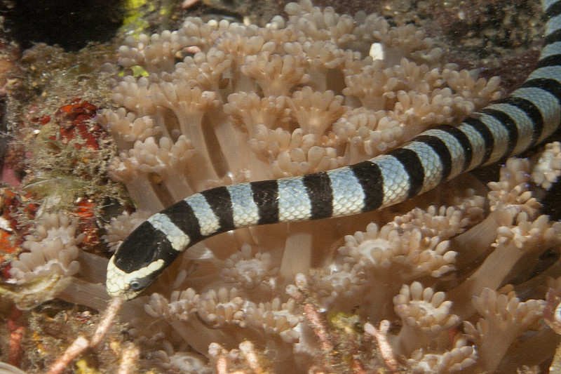 海蛇种类图片