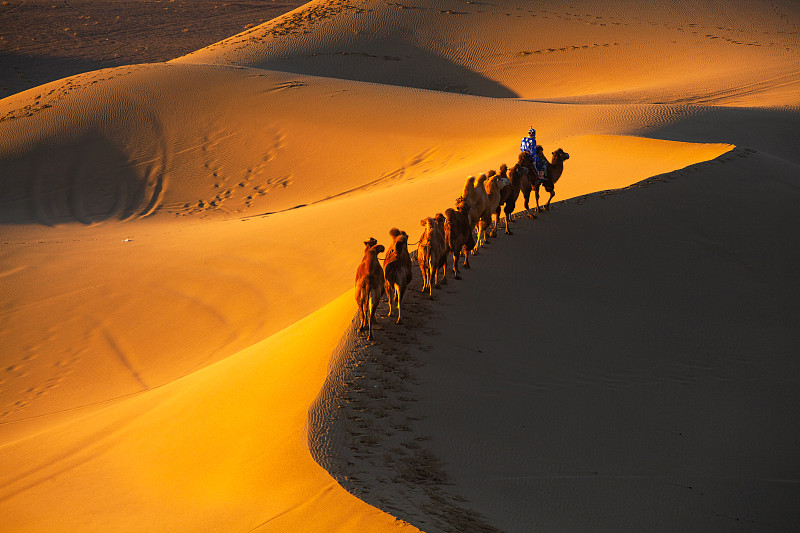 巴丹吉林沙漠驼影图片下载