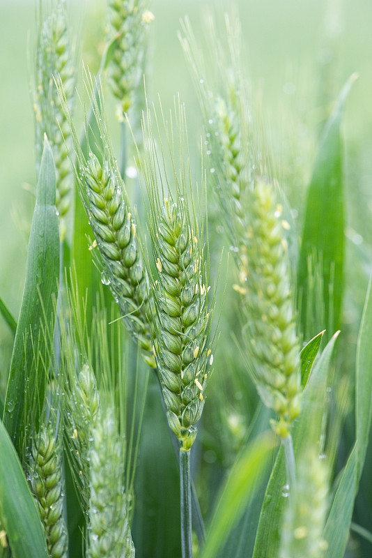 绿色的小麦麦穗开花图片下载