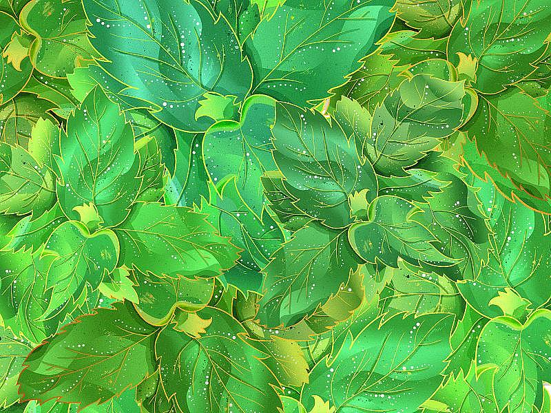 绿色植物薄荷叶壁纸模版图片素材